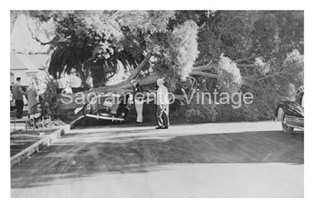 [01940-14] PICTURE-TREE FALLEN-SEDAN 1940